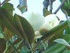 �^�C�T���{�N(�׎R��)