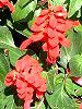 �T���r�A�E�X�v�����f���X(Salvia splendens)