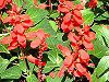 �T���r�A�E�X�v�����f���X(Salvia splendens)