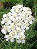 �A�L���A�iAchillea�j 