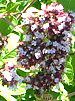 �I���K�m(Oregano)
