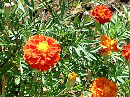 �w���N���T��(Helichrysum)