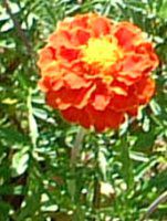 �w���N���T�� �e�C�I�E�J�C�U�C�N(Helichrysum)