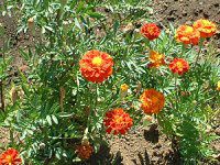 �w���N���T�� �e�C�I�E�J�C�U�C�N(Helichrysum)