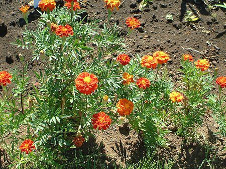 �w���N���T��(Helichrysum)