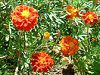 �w���N���T���E�e�C�I�E�J�C�U�C�N(Helichrysum)