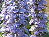 �A�W���K(Ajuga)