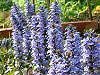 �A�W���K(Ajuga)
