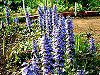 �A�W���K(Ajuga)