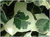 �A�C�r�[(Ivy)