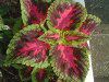 �R���E�X(Coleus)
