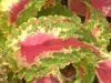 �R���E�X(Coleus)