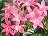 �y���^�X (Pentas)