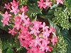 �y���^�X (Pentas)
