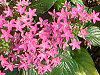 �y���^�X (Pentas)