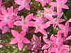 �y���^�X (Pentas)