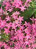 �y���^�X (Pentas)