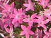 �y���^�X (Pentas)