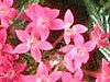 �y���^�X (Pentas)