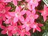 �y���^�X (Pentas)