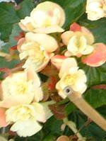 ���[�K�[�X�x�S�j�A(Riegers begonia)