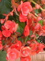 ���[�K�[�X�x�S�j�A(Riegers begonia)