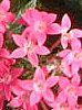 �y���^�X (Pentas)