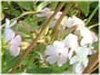 �T�|���\�E(Saponaria)