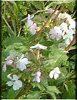 �T�|���\�E(Saponaria)