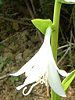 ���[�`�����X(Eucharis)