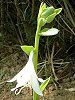 ���[�`�����X(Eucharis)