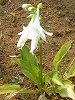 ���[�`�����X(Eucharis)