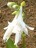 ���[�`�����X(Eucharis)