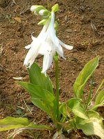 ���[�`�����X(Eucharis)