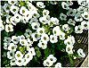 �X�C�[�g�A���b�T��(sweet alyssum)