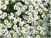 �X�C�[�g�A���b�T��(sweet alyssum)