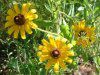 ���h�x�L�A��q���^(Rudbeckia hirta)