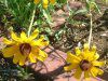 ���h�x�L�A��q���^(Rudbeckia hirta)