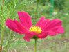 �R�X���X(Cosmos)