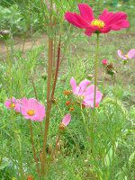 �R�X���X(Cosmos)