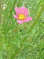 �R�X���X(Cosmos)