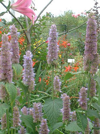 �A�j�X�q�\�b�v(Anise hyssop)