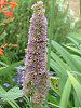 �A�K�X�^�[�V�F(Agastache) 