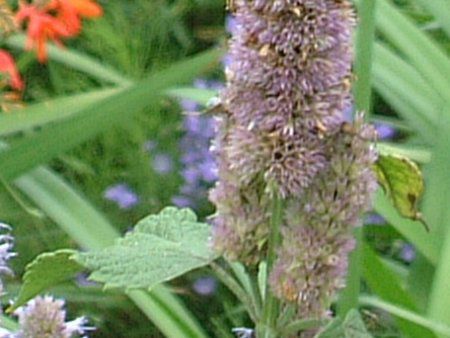 �A�j�X�q�\�b�v(Anise hyssop)