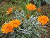 �K�U�j�A(Gazania)