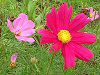 �R�X���X(Cosmos