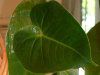 �A���X���E��(Anthurium)