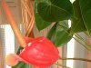 �A���X���E��(Anthurium)
