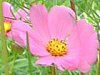 �R�X���X(Cosmos