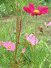 �R�X���X(Cosmos)